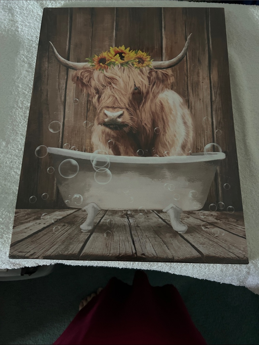 Highland Cow Bath Canvas Wall Art - Brown and White